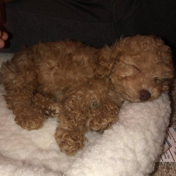 Premier Pups - Puppy - Pet Breeders Near Me - Johnstown, Ohio Premier Pups - Puppy - Pet Breeders Near Me - Johnstown, Ohio