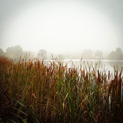 Sam Peden Community Park - Foggy day here in New Albany.