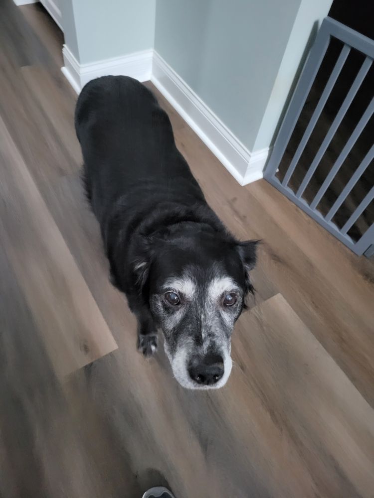Always Home Petsitting - pet boarding facility in Landrum, SC