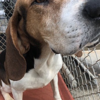 Davidson County Animal Shelter - Pet Adoption Near Me - Lexington, North Carolina Davidson County Animal Shelter - Pet Adoption Near Me - Lexington, North Carolina