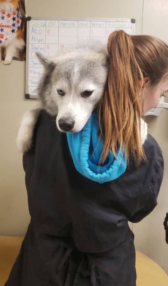 D's Pet Services - pet boarding facility in Morrow, OH