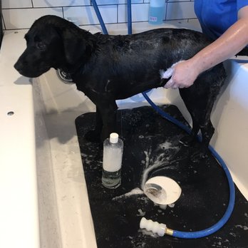 Metro Animals Pet Wash - Pet Groomers Near Me - Fort Worth, Texas Metro Animals Pet Wash - Pet Groomers Near Me - Fort Worth, Texas