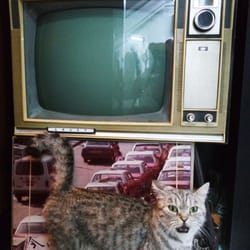 Bang Bang 70's Vintage Store - 看鏡頭的貓貓+古董大牛龜電視