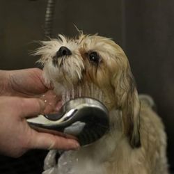 Country Comfort Boarding & Grooming
