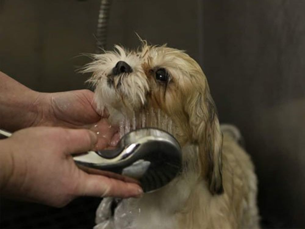 Country Comfort Boarding & Grooming - pet boarding facility in Yorkville, IL