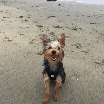 SFWoofPack - Dog Walkers Near Me