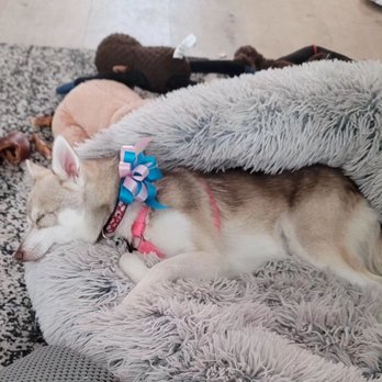 4 Paws Pet Salon - Sweet Ele had a tough day at the salon. - Pet Services Near Me - Clovis, California