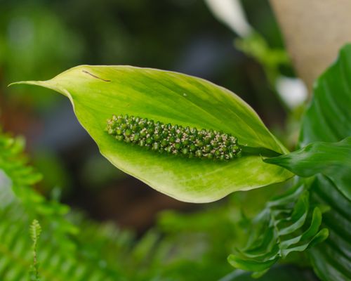 Volunteer Park Conservatory by null