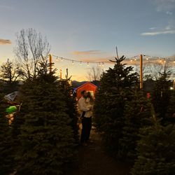 4 Seasons Marketplace - Fresh Christmas trees with his son at our tree farm in Arvada, Colorado