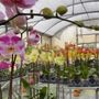 Photo of Orchids Nursery