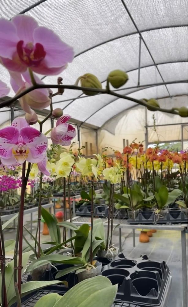 ORCHIDS NURSERY Updated September 2024 1405 NW Federal Hwy, Stuart