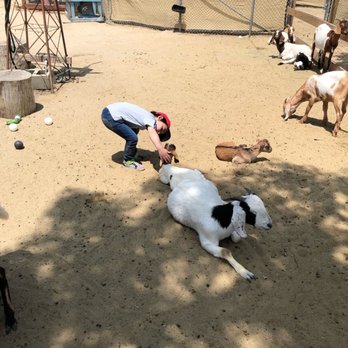 Barnyard Buddies - Baby goats - Petting Zoos Near Me - Lakewood, California Barnyard Buddies - Baby goats - Petting Zoos Near Me - Lakewood, California