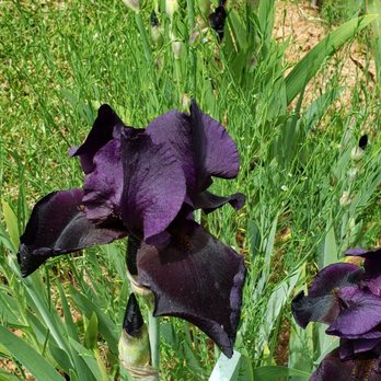 High Sierra Iris & Wedding Gardens - Venues & Event Spaces Near Me - Camino, California High Sierra Iris & Wedding Gardens - Venues & Event Spaces Near Me - Camino, California