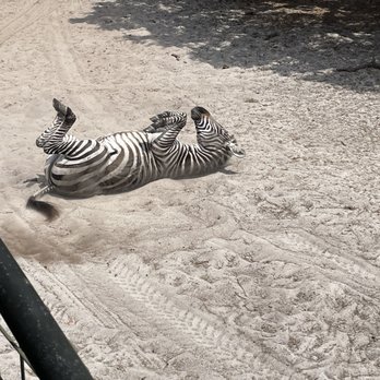 Giraffe Ranch - Ranches Near Me - Dade City, Florida Giraffe Ranch - Ranches Near Me - Dade City, Florida