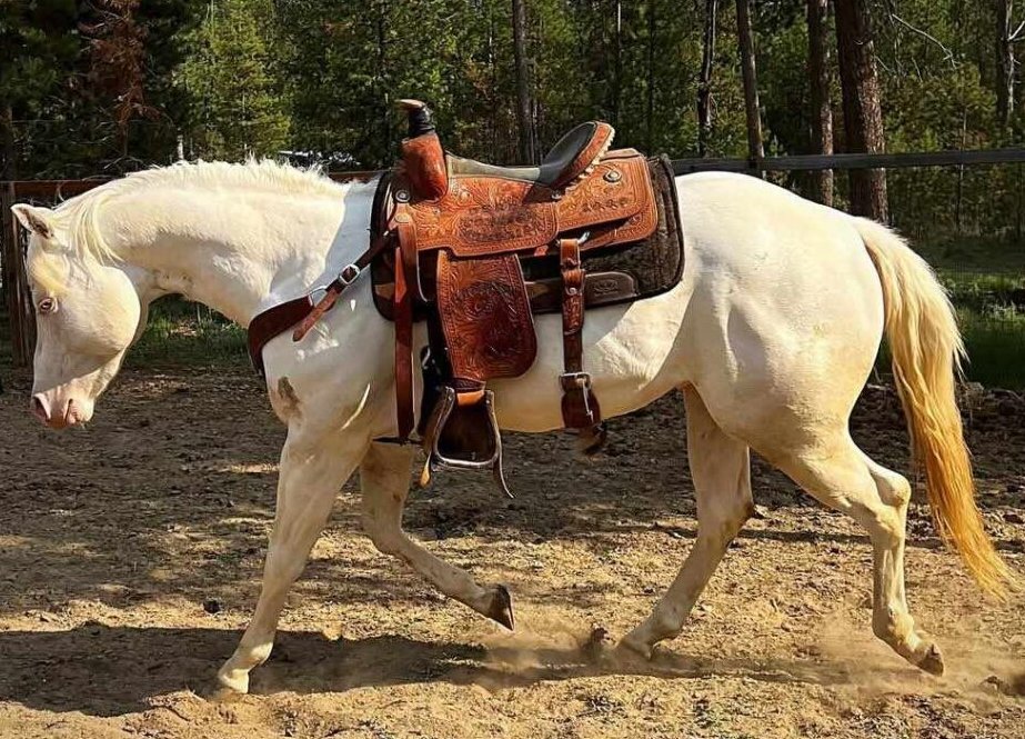 Mountain Rider Ranch Logo