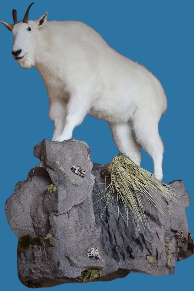 Hammer Creek Taxidermy - taxidermy in Denver, PA