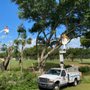 Big Dawgs Tree Service