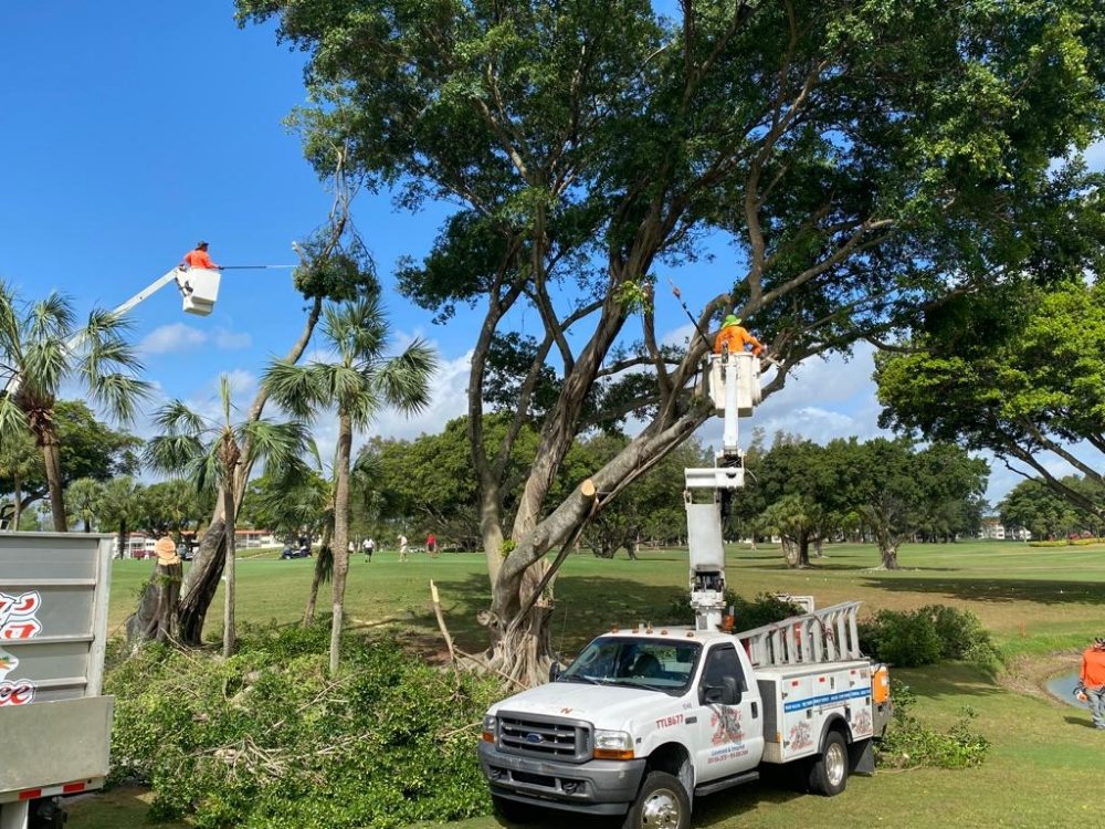 BIG DAWGS TREE SERVICE - Updated July 2025 - Hollywood, Florida - Tree ...