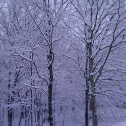 Pocono Ranch Land - Wooded area