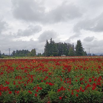 Swan Island Dahlias - Fields of flowers - Nurseries & Gardening Near Me - Canby, Oregon Swan Island Dahlias - Fields of flowers - Nurseries & Gardening Near Me - Canby, Oregon