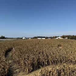 Bowles Farm - Cornfield Maze