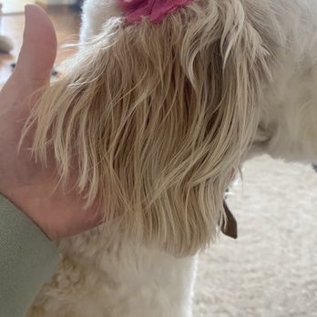 Holly’s Grooming - Pet Groomers Near Me - Cedar Lake, Indiana