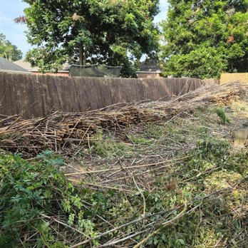 Latin Green Park - Dead bamboo that remains on the property - Lawn Services Near Me - Lafayette, Louisiana