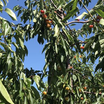 Orchard & Vine - Pick Your Own Farms Near Me - Brentwood, California Orchard & Vine - Pick Your Own Farms Near Me - Brentwood, California