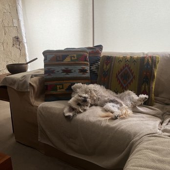 True Companions - Nap time. - Animal Shelters Near Me - Denver, Colorado True Companions - Nap time. - Animal Shelters Near Me - Denver, Colorado