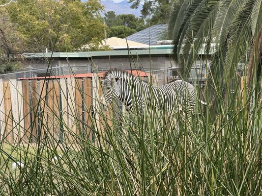 Reid Park Zoo by null