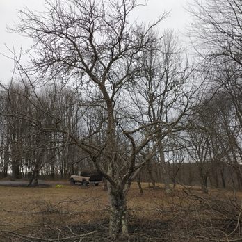 Tree Frog Arboriculture - Tree Services Near Me