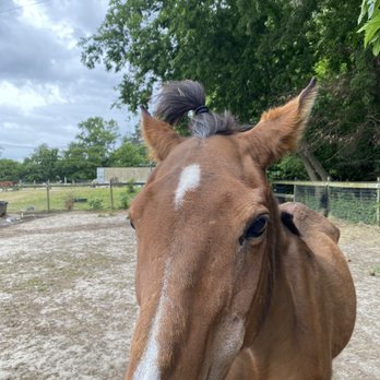 Horse & Hound - Pet Stores Near Me - Hampton, Virginia Horse & Hound - Pet Stores Near Me - Hampton, Virginia