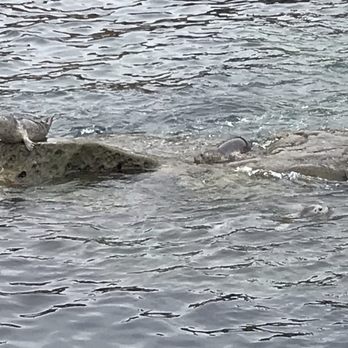 La Jolla Cove - They kept popping their heads in and out of the water. - Parks Near Me - La Jolla, California La Jolla Cove - They kept popping their heads in and out of the water. - Parks Near Me - La Jolla, California