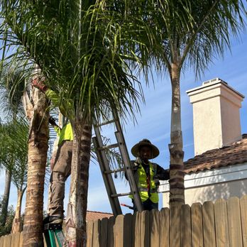 Orozco Landscaping Services - Queen Palm Tree Trimming. - Landscaping Near Me Orozco Landscaping Services - Queen Palm Tree Trimming. - Landscaping Near Me