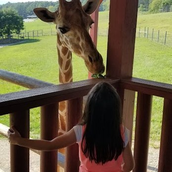 Virginia Safari Park - Zoos Near Me - Natural Bridge, Virginia Virginia Safari Park - Zoos Near Me - Natural Bridge, Virginia