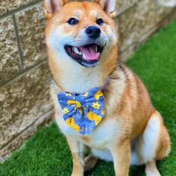 Francesca's Dogs - Francesca helps owners understand dog psychology and is the main method of getting the owner to understand dog's needs and behavior. - Dog Walkers Near Me
