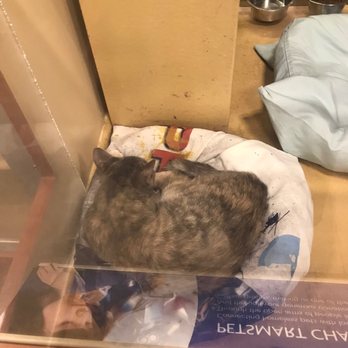PetSmart - Cat on a dirty stained bed - Pet Groomers Near Me - Sierra Vista, Arizona