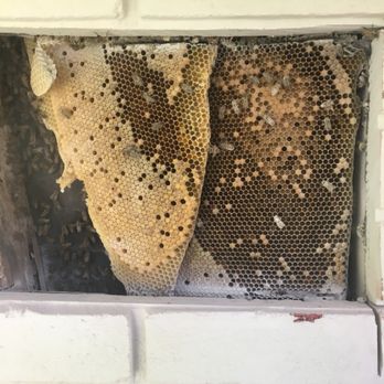 Brian Moore Bee Removal - Pest Control Near Me Brian Moore Bee Removal - Pest Control Near Me