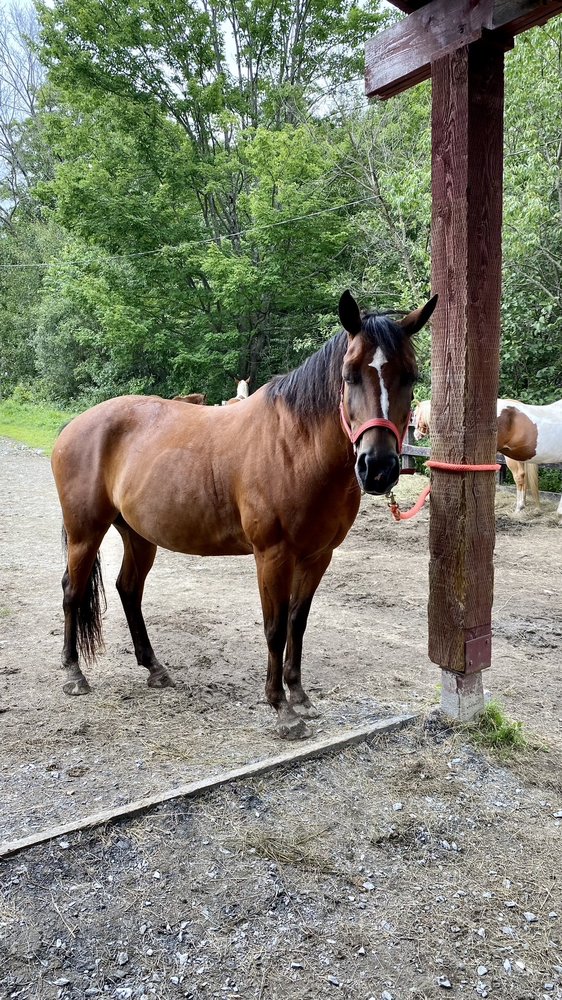 PARKSIDE RANCH - Updated June 2026 - 1505 Ch Alfred-Desrochers, Orford ...