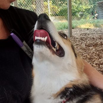 Soos Creek Kennels - Playtime with a staff member! - Pet Training Near Me - Kent, Washington Soos Creek Kennels - Playtime with a staff member! - Pet Training Near Me - Kent, Washington