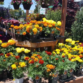 Evergreen Nursery - Nurseries & Gardening Near Me - San Leandro, California Evergreen Nursery - Nurseries & Gardening Near Me - San Leandro, California