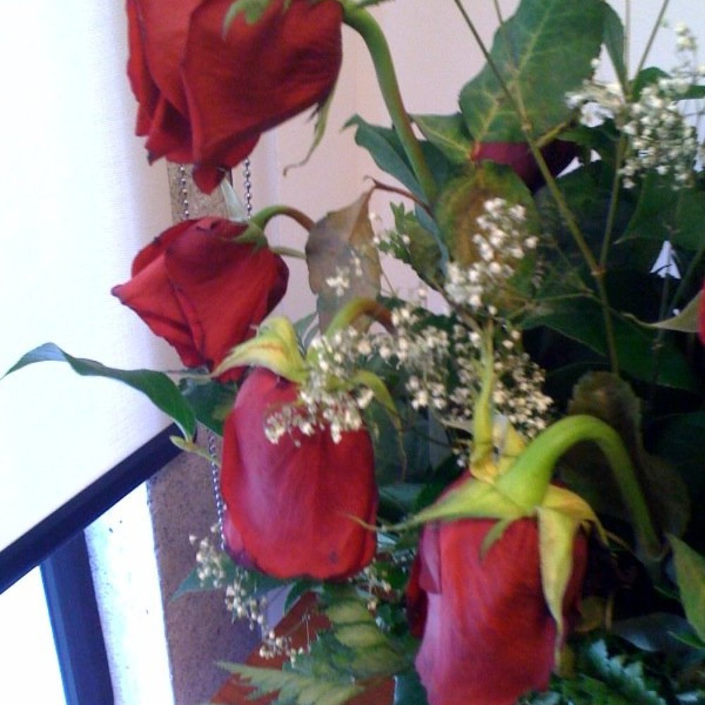 Everything's Blooming - Day 3: Poor quality roses resulted in early drooping and sadness. - Florists Near Me Everything's Blooming - Day 3: Poor quality roses resulted in early drooping and sadness. - Florists Near Me