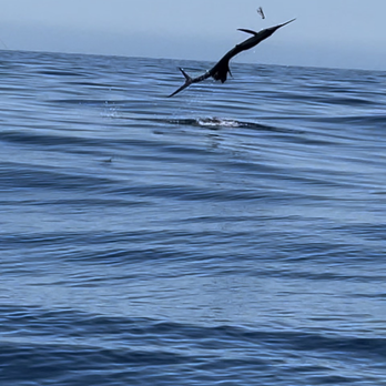 Fishing Geer Charters loreto - Fishing Near Me - Loreto, BCS Fishing Geer Charters loreto - Fishing Near Me - Loreto, BCS