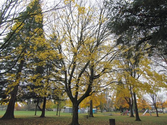 Glenwood Park by null