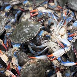 Mango Tree Supermarket - Fresh crabs