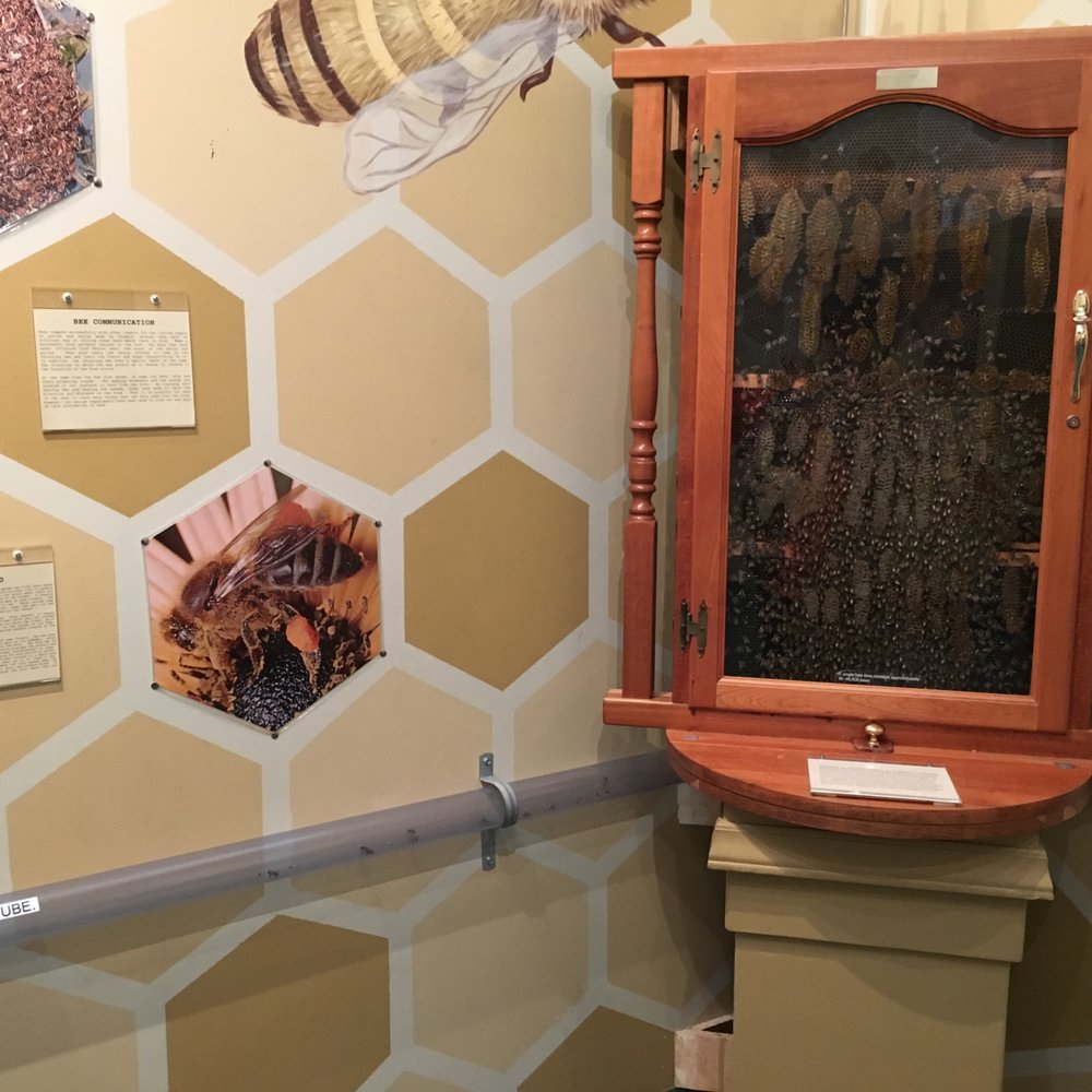 Insectropolis - Children's Museums Near Me - Toms River, New Jersey Insectropolis - Children's Museums Near Me - Toms River, New Jersey