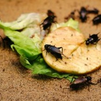 Pest Pro Exterminating - Pest Control Near Me - Bohemia, New York Pest Pro Exterminating - Pest Control Near Me - Bohemia, New York