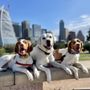 Photo of The Sport Dog Society