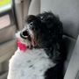 Photo of The Doodle Groomer