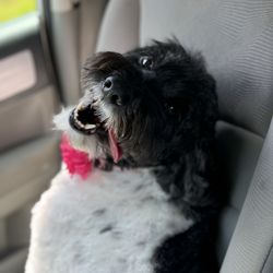 The Doodle Groomer